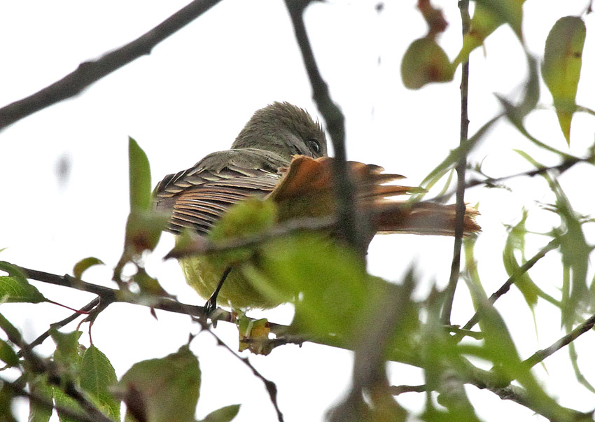 Great Crested Flycatcher