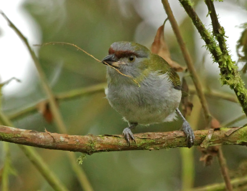 Black-billed Pepper-Shrike