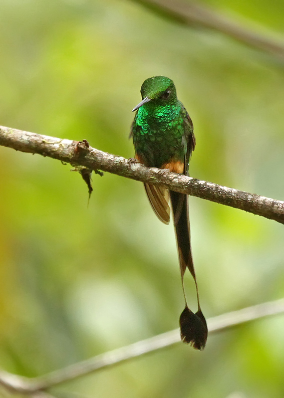 Peruvian Raquettail