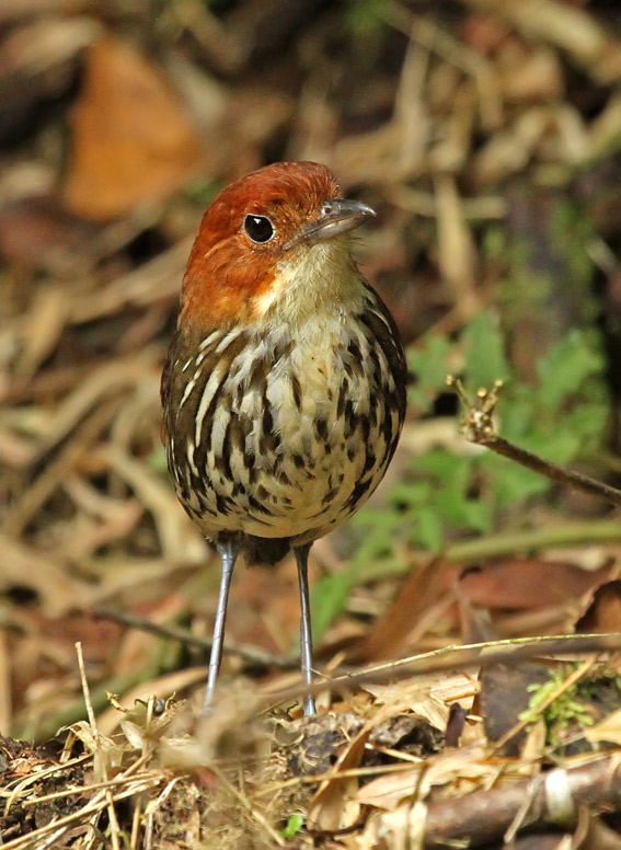 Chestnut-crowned Antpitta