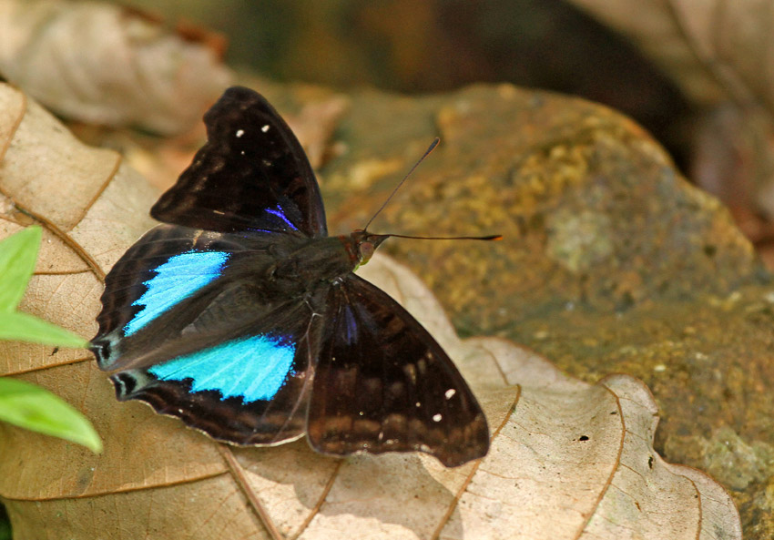 Doxocopa cyane