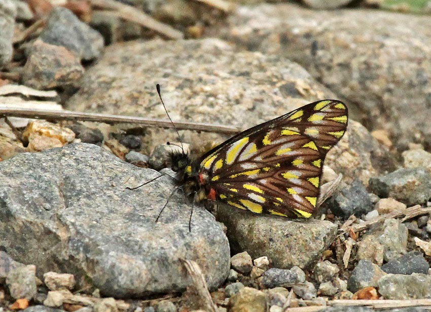 Catasticta sp. 