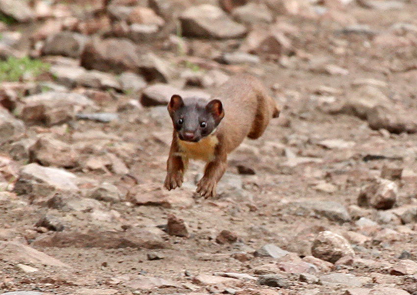 Andean Weasel