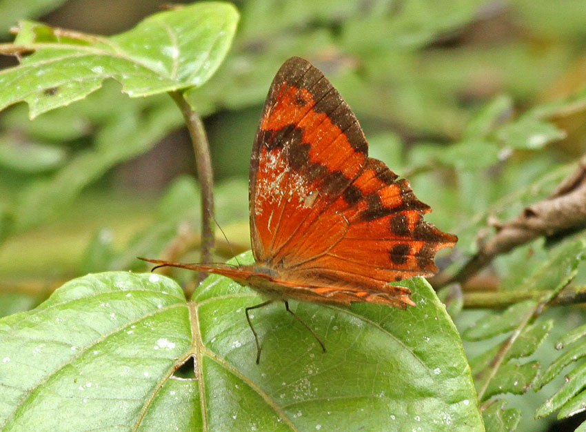 Lasiophila confusa