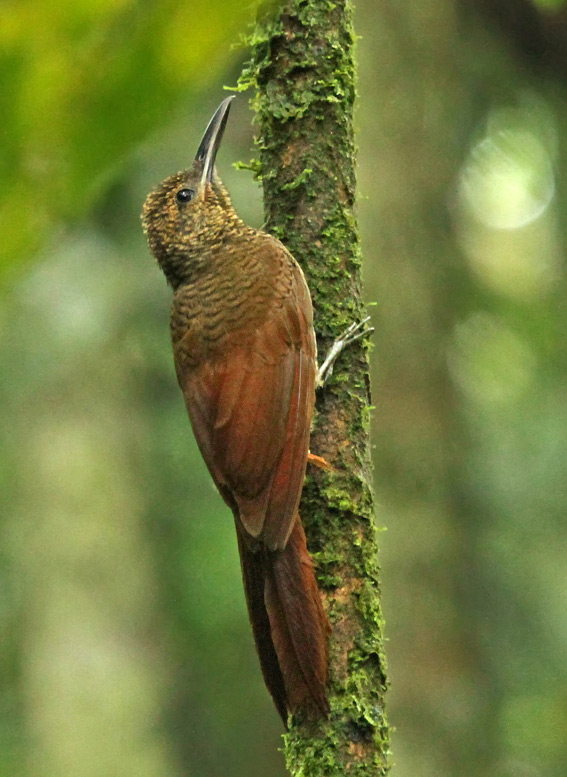 Northern Barred-Woodcreeper