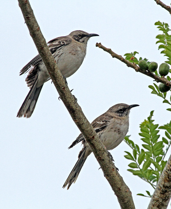 Chatham Mockingbird
