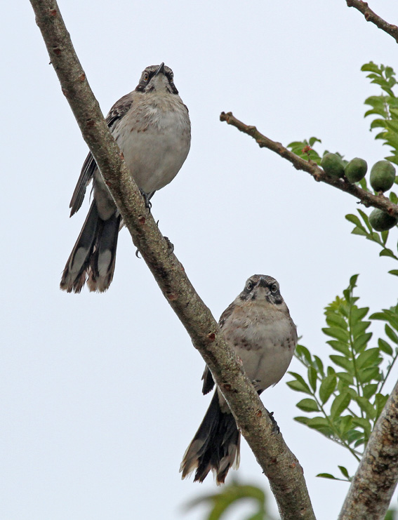 Chatham Mockingbird
