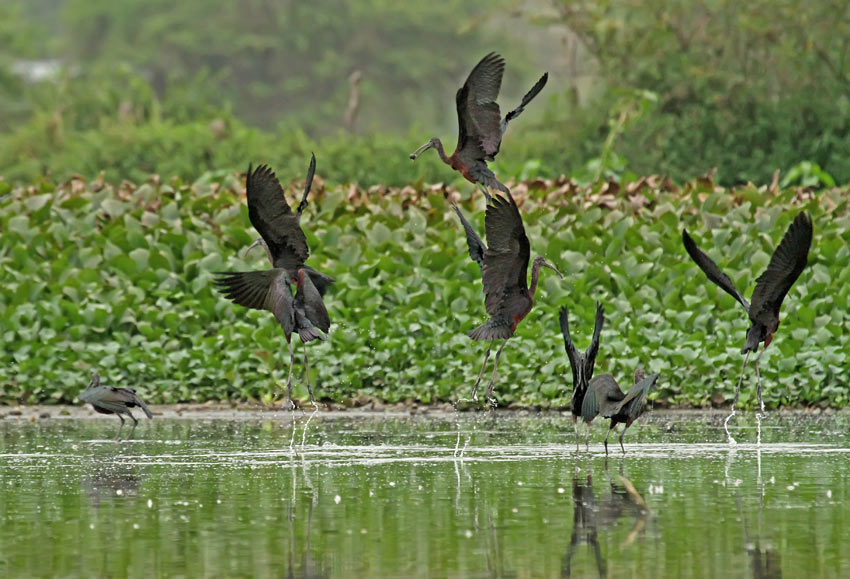 Glossy Ibis