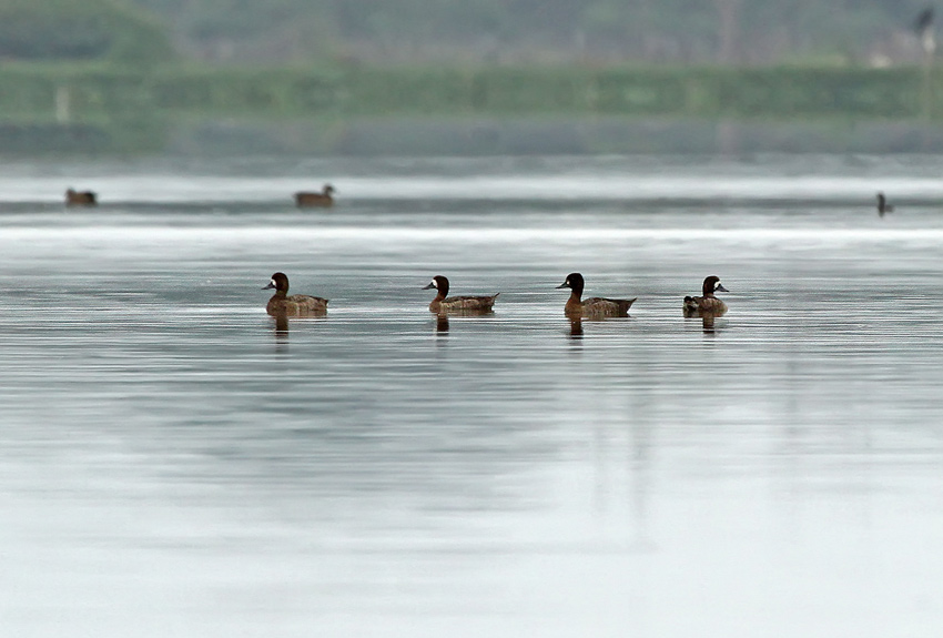 Lesser Scaup