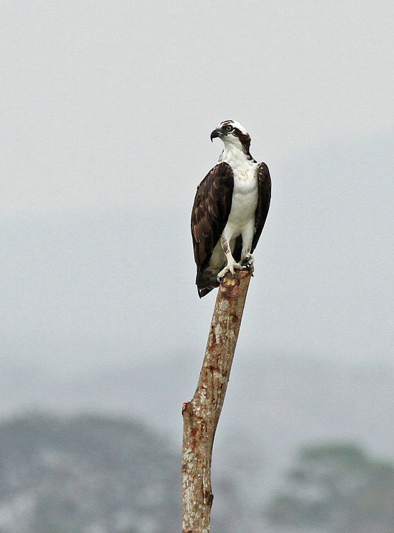 Osprey