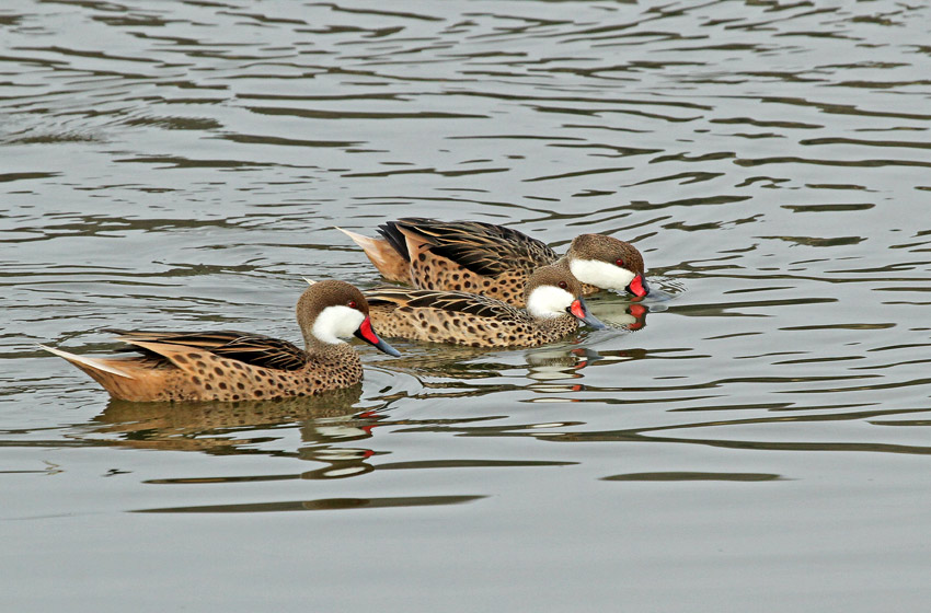 White-cheeked Pintail