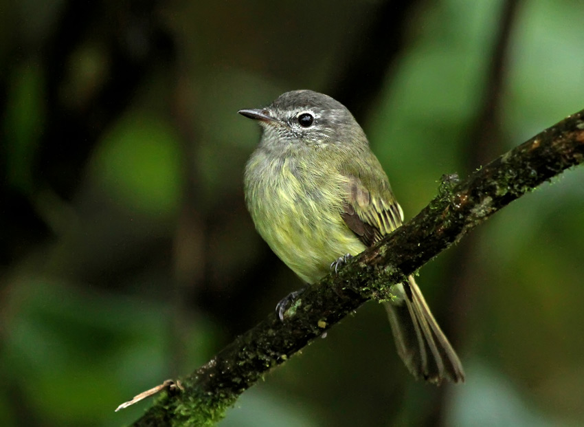 Greenish Elaenia