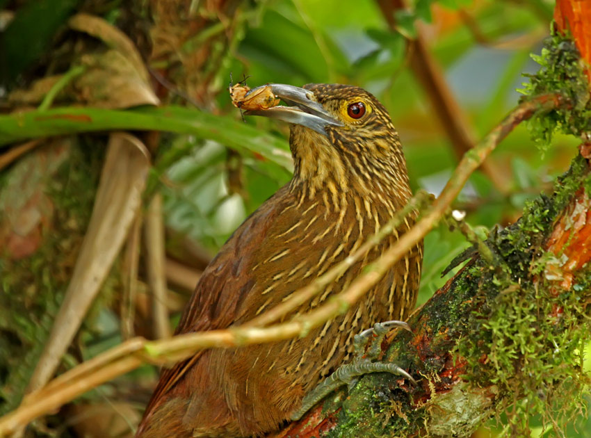 Strong-billed Woodcreeper