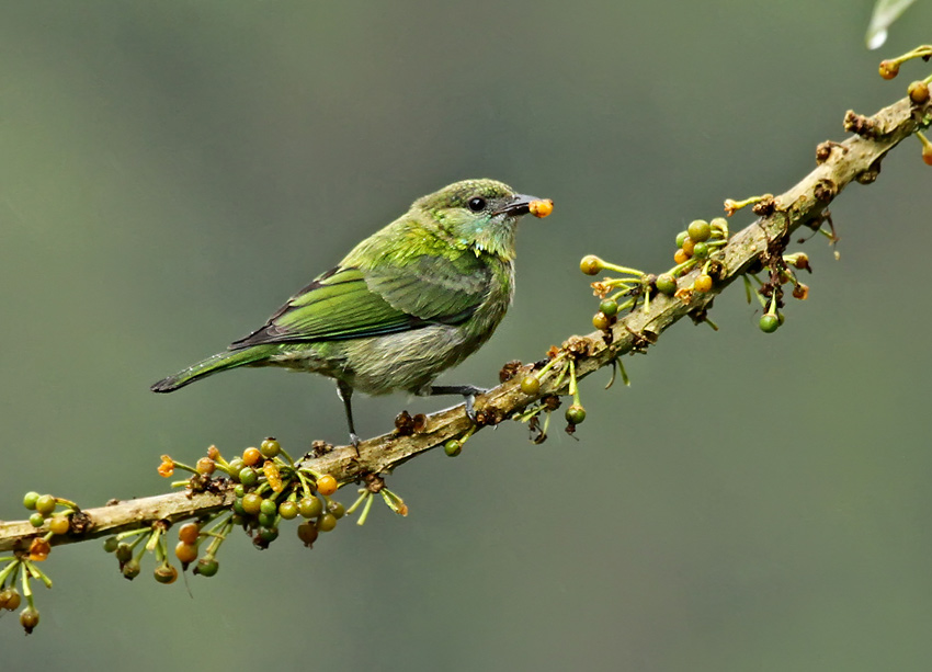 Black-capped Tanager