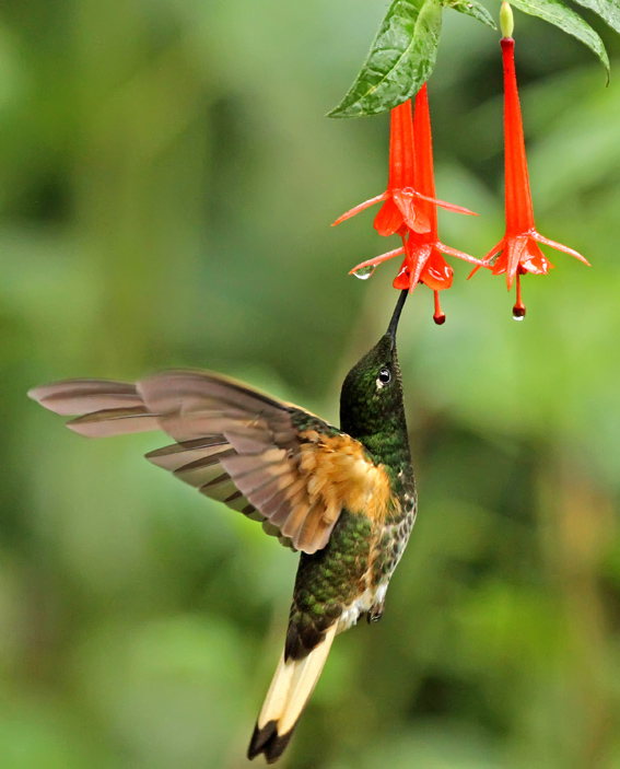 Buff-tailed Coronet