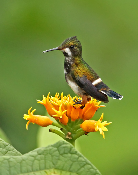 Wire-crested Thorntail