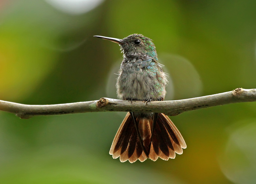 Blue-chested Hummingbird