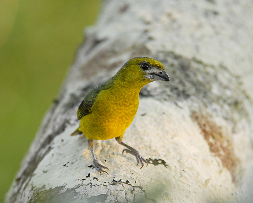 White-lored Euphonia2