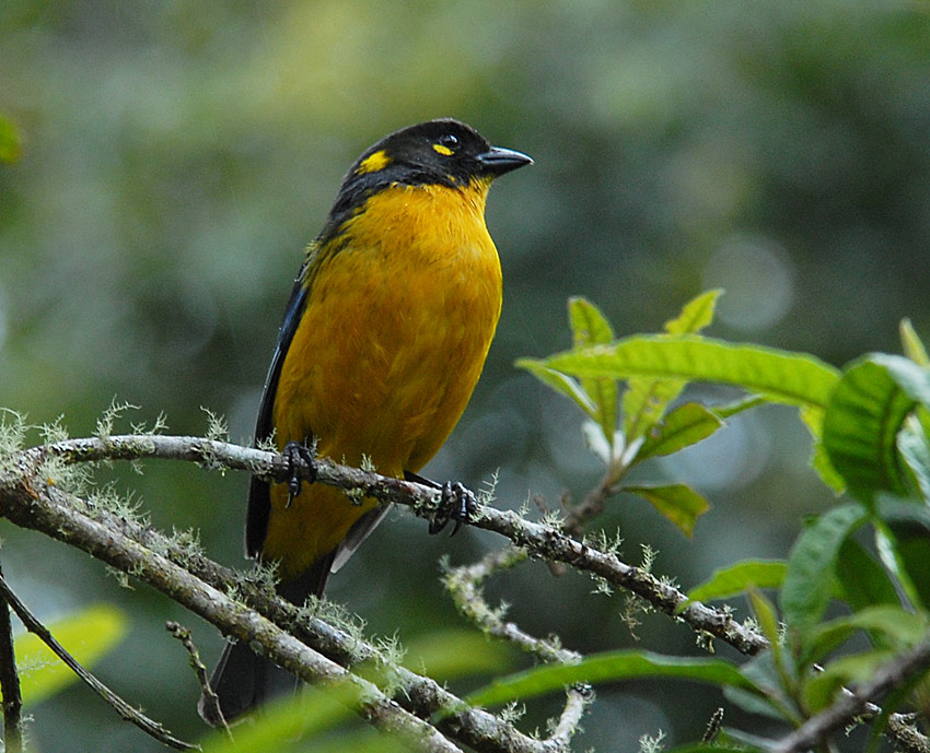 Lacrimose Mountain-Tanager