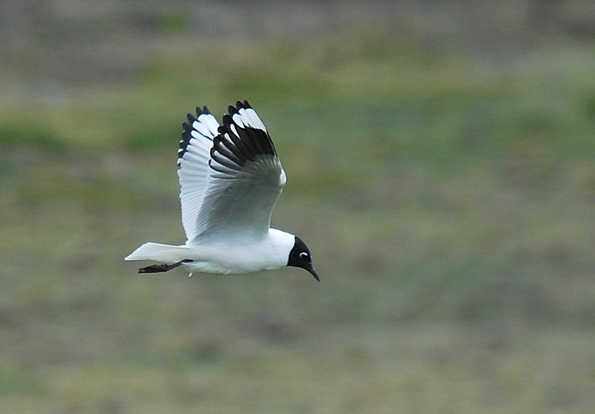 Andean Gull2