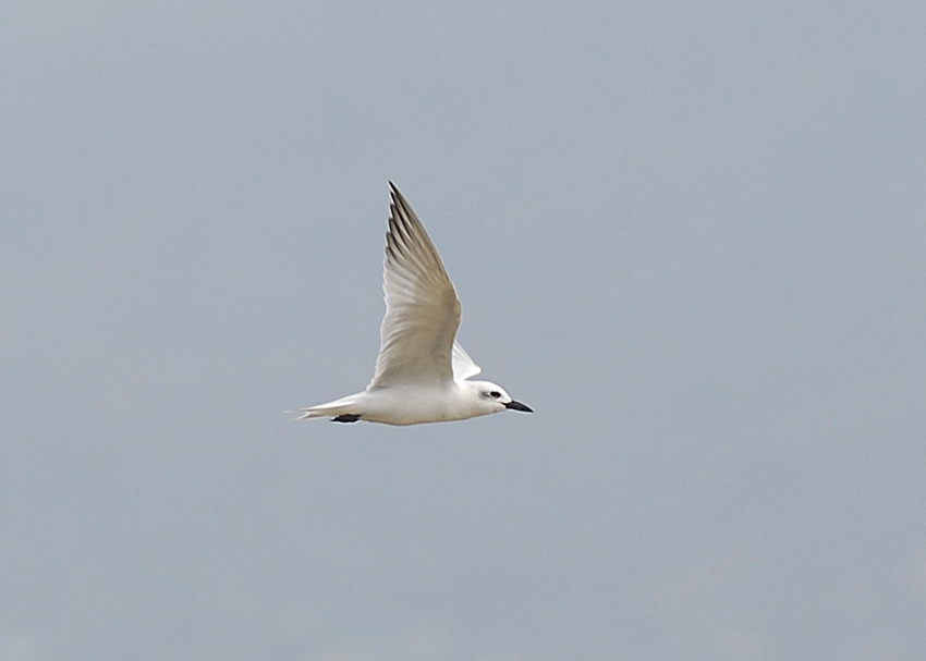 Gull-billed Tern2
