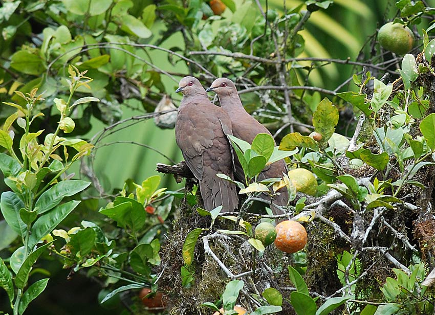 Ruddy Pigeon