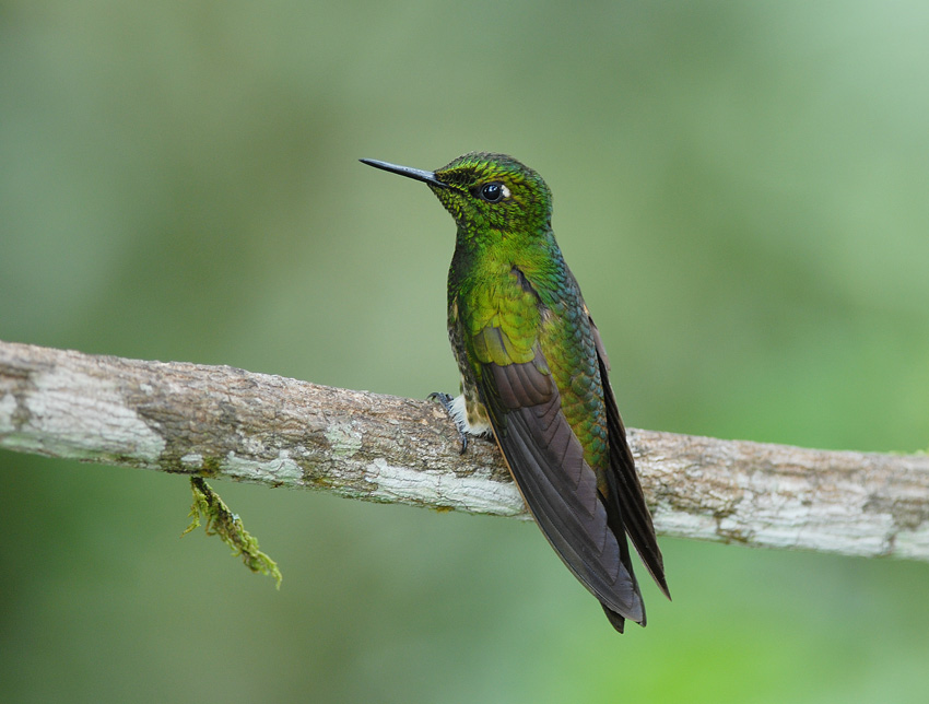 Buff-tailed Coronet