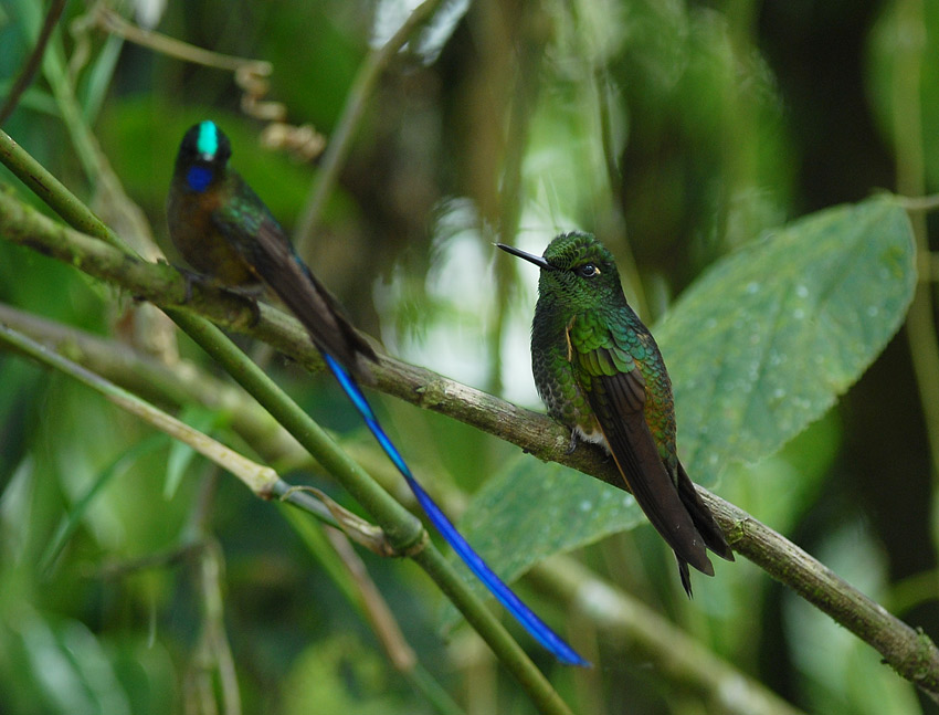 Buff-tailed Coronet