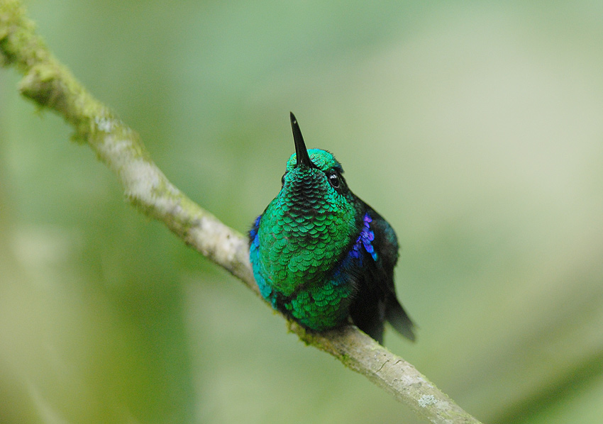 Emerald-bellied Woodnymph