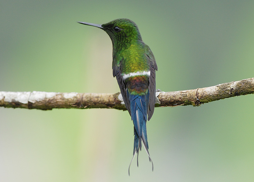 Green Thorntail