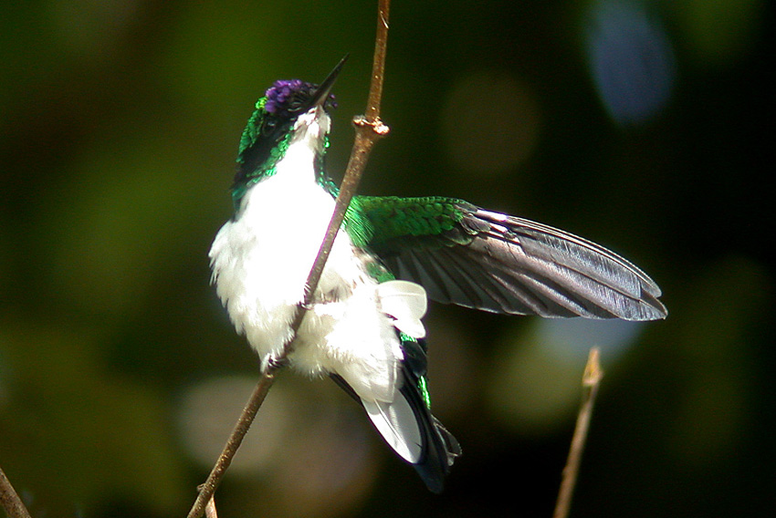 Purple-crowned Fairy
