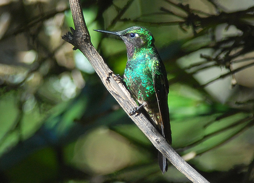 Purple-throated Sunangel