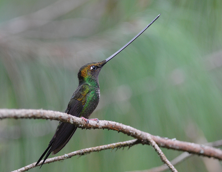 Sword-billed Hummingbird