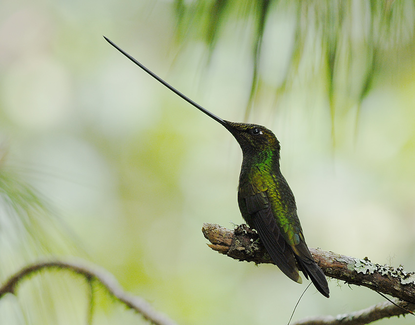 Sword-billed Hummingbird