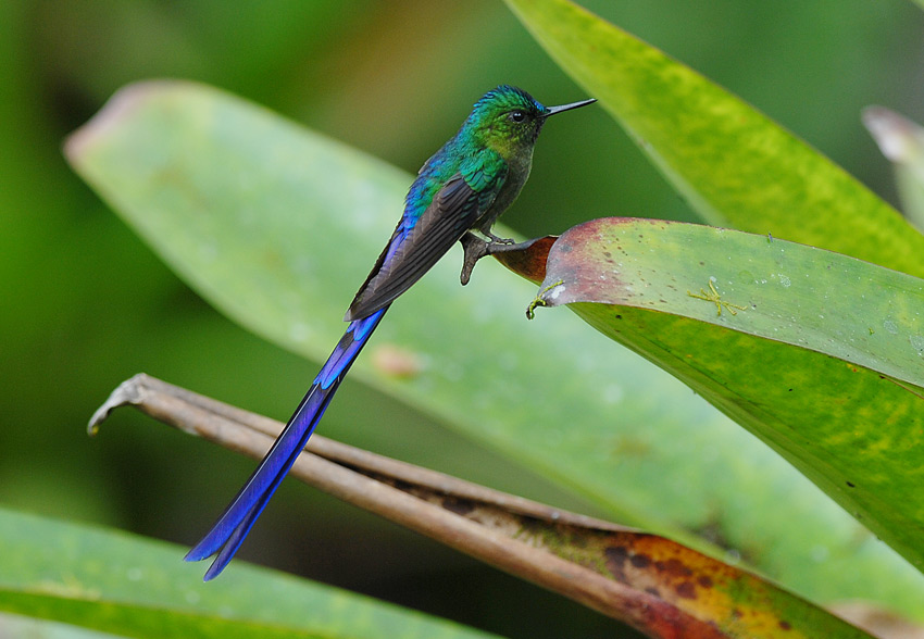 Violet-tailed Sylph