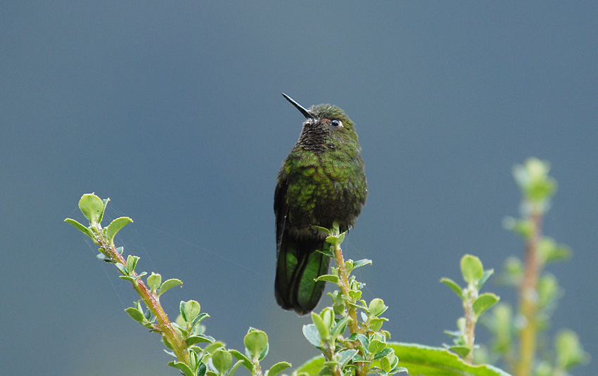 Viridian Metaltail