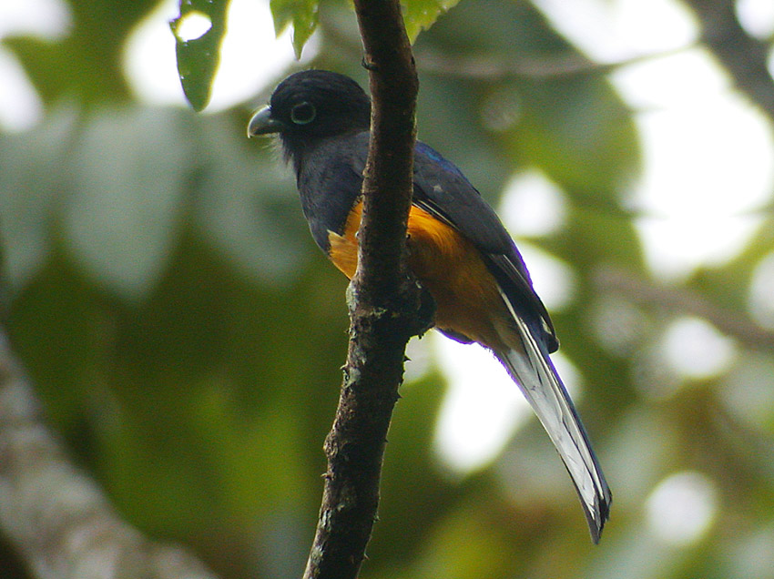 White-tailed Trogon