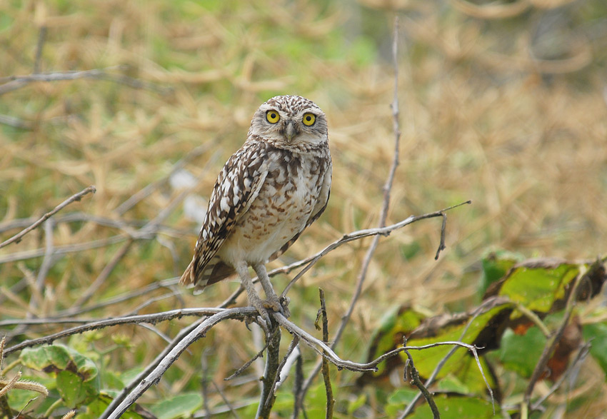 Burrowing Owl