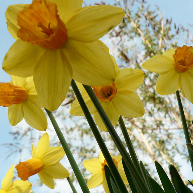 Les jonquilles