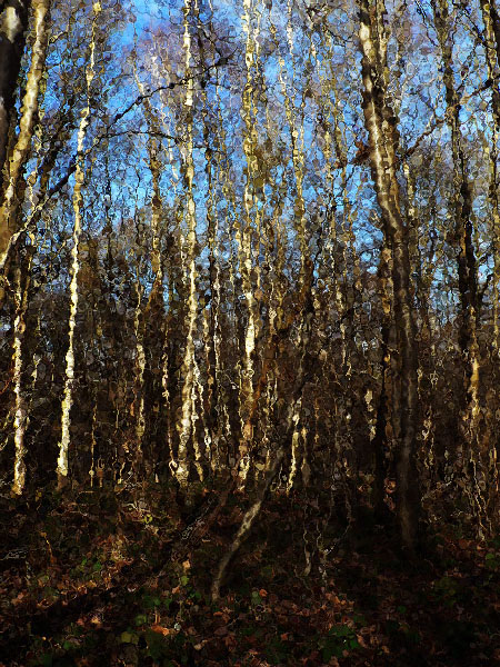 Le bois de bouleaux