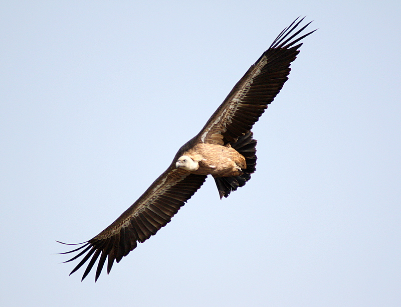Griffon Vulture, Cers, Croatia.