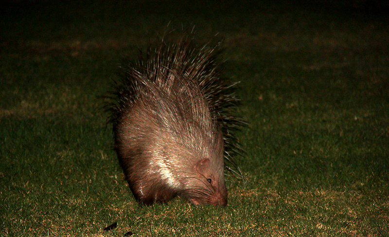 Porcupine (Indian Crested), Israel.