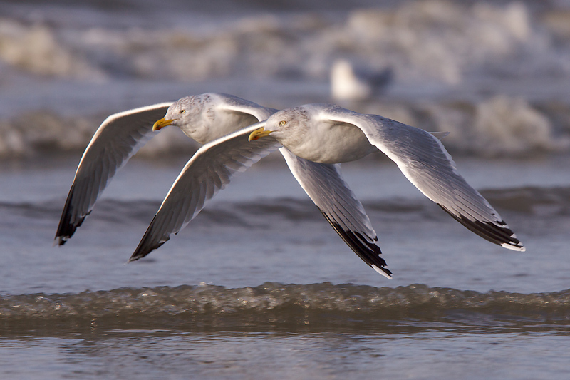 Herring Gull - Zilvermeeuw