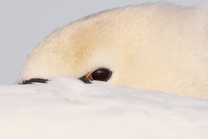 Mute Swan - Knobbelzwaan
