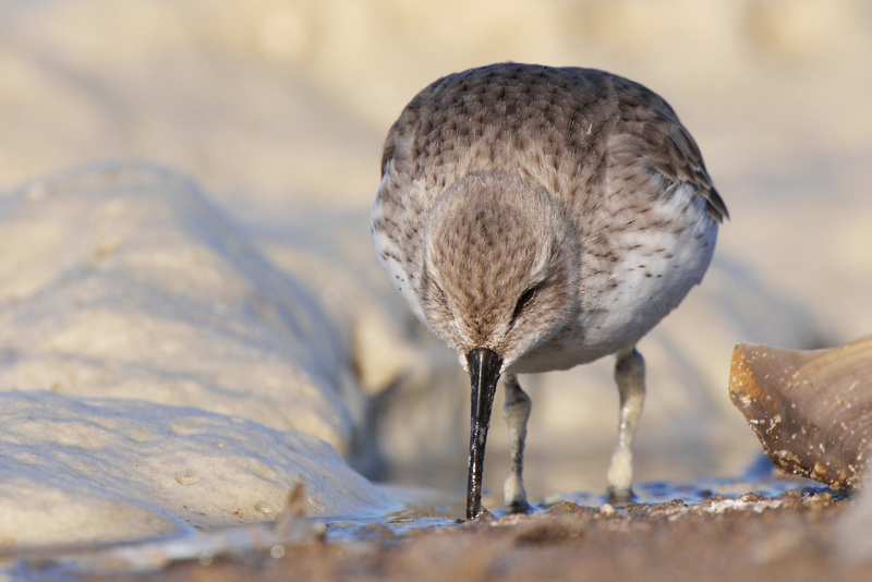 Dunlin - Bonte Strandloper