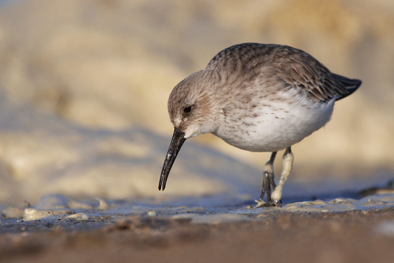Dunlin - Bonte Strandloper