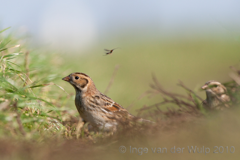 Lapland Bunting - IJsgors - Calcarius lapponicus