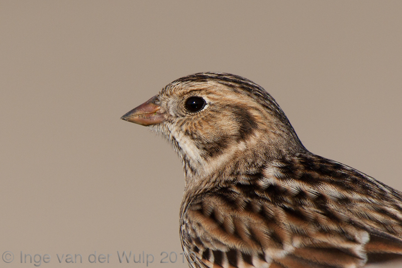 Lapland Bunting - IJsgors - Calcarius lapponicus