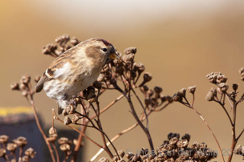 Lesser Redpoll - Kleine Barmsijs - Carduelis cabaret