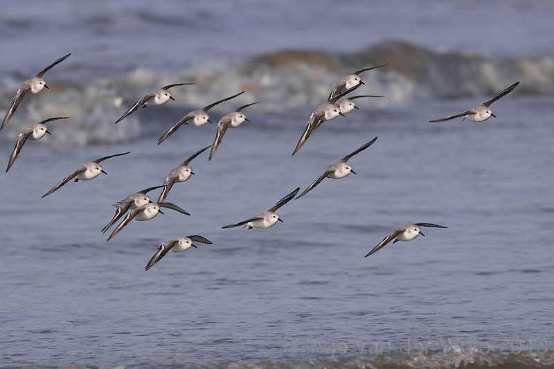 Sanderling - Drieteenstrandloper - Calidris alba